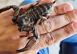 Image result for Biggest Scorpion Animal