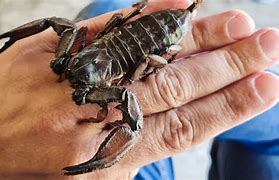 Image result for World's Biggest Scorpion Ever