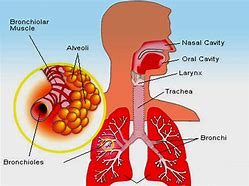 Image result for Bronchial Passages