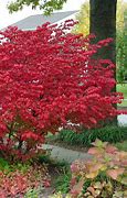 Image result for 2 Pack (2 Gallon) - Burning Bush - The Brightest Red Foliage Ever, Outdoor Plant