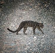 Image result for Borneo Leopard