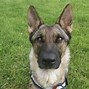 Image result for RSPCA Rescue Dogs