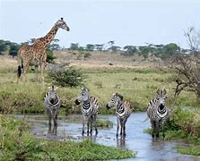 Image result for Tanzania Migration
