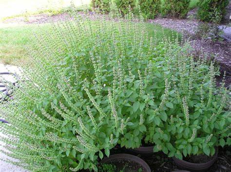 Basil (Ocimum americanum) – Useful and Repellent