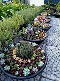 Image result for Potted Succulent Ideas