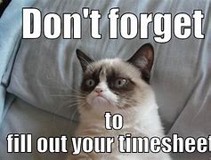 Image result for Timesheet Cat