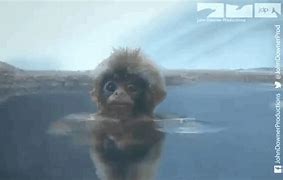 Image result for Water Monkey