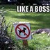 Image result for Silly Cat Jokes