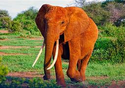 Image result for Wild Zoo Animals Elephant