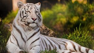 Image result for Female White Tiger
