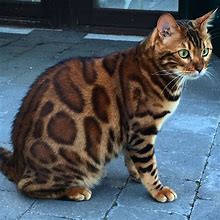 Image result for Bengal Cat with Green Eyes