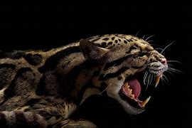 Image result for Clouded Leopard Teeth
