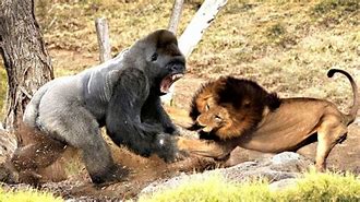 Image result for Lion vs Gorilla Fight