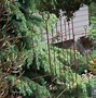 Image result for Small Evergreen Trees for Landscaping
