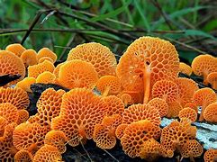 Image result for Cool Mushrooms