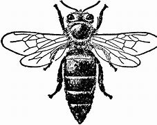 Image result for Honey Bee Black and White Drawing