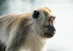 Image result for Lab Monkey