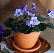 Image result for African Violet Flower Pots