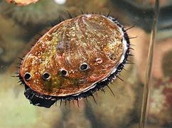 Image result for Abalone