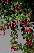 Image result for Mixed Hanging Baskets