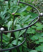 Image result for peony cages