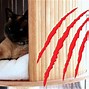 Image result for Cat Scratches Furniture