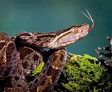 Image result for Deadliest Snake in the World