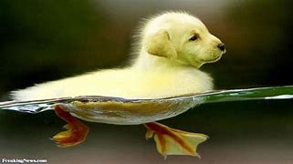 Image result for Cute Hybrid Animals