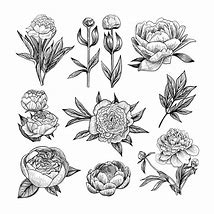 Image result for Peony Support Frame