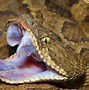 Image result for What Does the Tale of a Young Rattlesnake Look Like