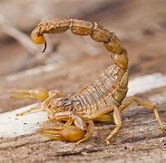 Image result for Scorpion Animal Types