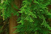 Image result for Yellow Cedar Tree