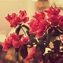 Image result for Vintage Floral Gallery Wall
