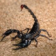 Image result for Black Scorpion Animal