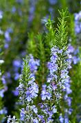 Image result for 1 Gallon - Tuscan Blue Rosemary Plant - The Essential Herb For Every Garden, Outdoor Plant