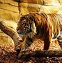 Image result for Tiger Look Wallpaper