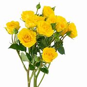 Image result for Yellow and Pink Vejas