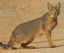 Image result for East Cat Cute