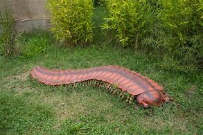 Image result for Carboniferous Period Animals List