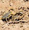 Image result for Scorpions Native to Arizona