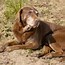 Image result for Chocolate Lab