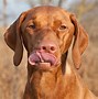 Image result for Hungarian Dog