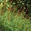 Image result for Salvia Varieties