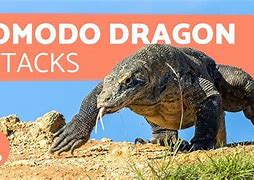Image result for Komodo Dragon Poisonous