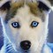 Image result for Cute Husky Backgrounds for Kindle Fire