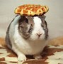 Image result for Funny Rabbits Love