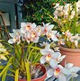 Image result for Small Patio Container Gardens