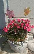Image result for Dianthus in Container with Panseys