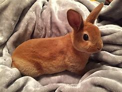 Image result for Brown Bunnies Zuri