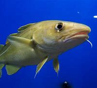 Image result for Pics of Cod Fish
